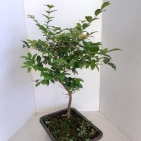 thumb-bonsai-de-jabuticaba-0