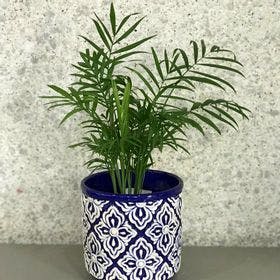 Palmeira Chamaedorea + Vaso de porcelana