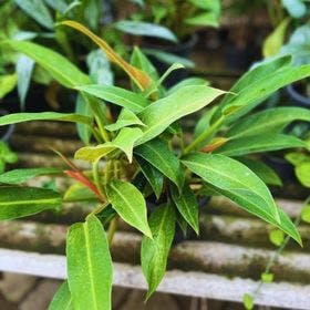 Philodendron cascata verde