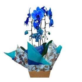Orquídea Multicolor Azul